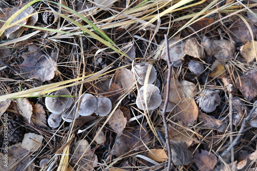 mushrooms on the ground