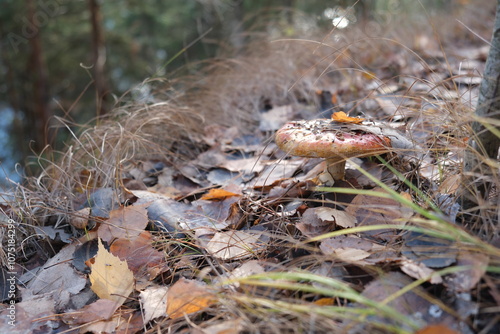 mushroom in the forest