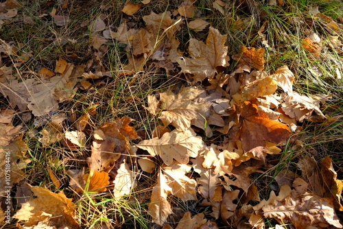 fallen autumn leaves
