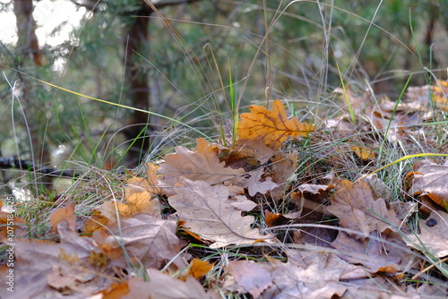 autumn leaves on branches 