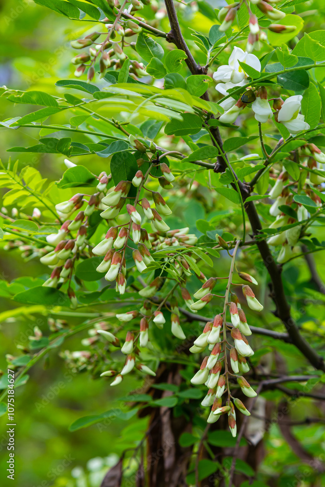 Robinia pseudoacacia, commonly known as black locust with seeds Robinia pseudoacacia, commonly known as black locust with seeds