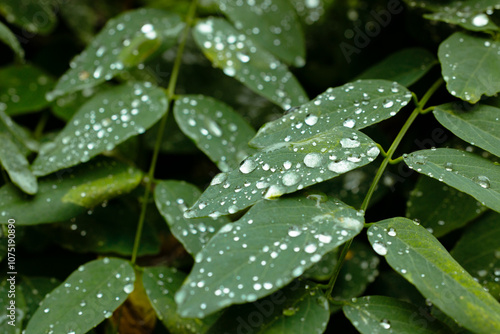 green foliage morning dew spring time wet rain forest leaf close up natural view textured garden picture