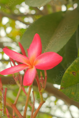 pink frangipani flower