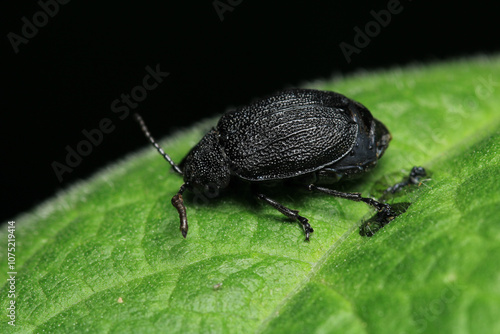 galeruca tanaceti insect macro photo photo