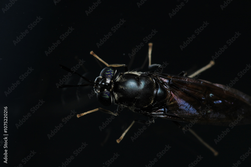 Fototapeta premium eristalinus aeneus insect macro photo