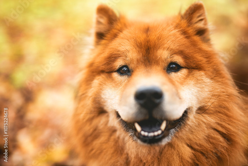 chow chow dog on autumn season on fall season