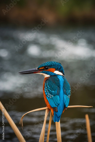 A blue and orange kingfisher perches on a reed by a river