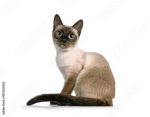 A charming Siamese kitten stares with captivating blue eyes against a clean white background. This image captures the innocence and curiosity of a young feline, perfect for cat lovers.