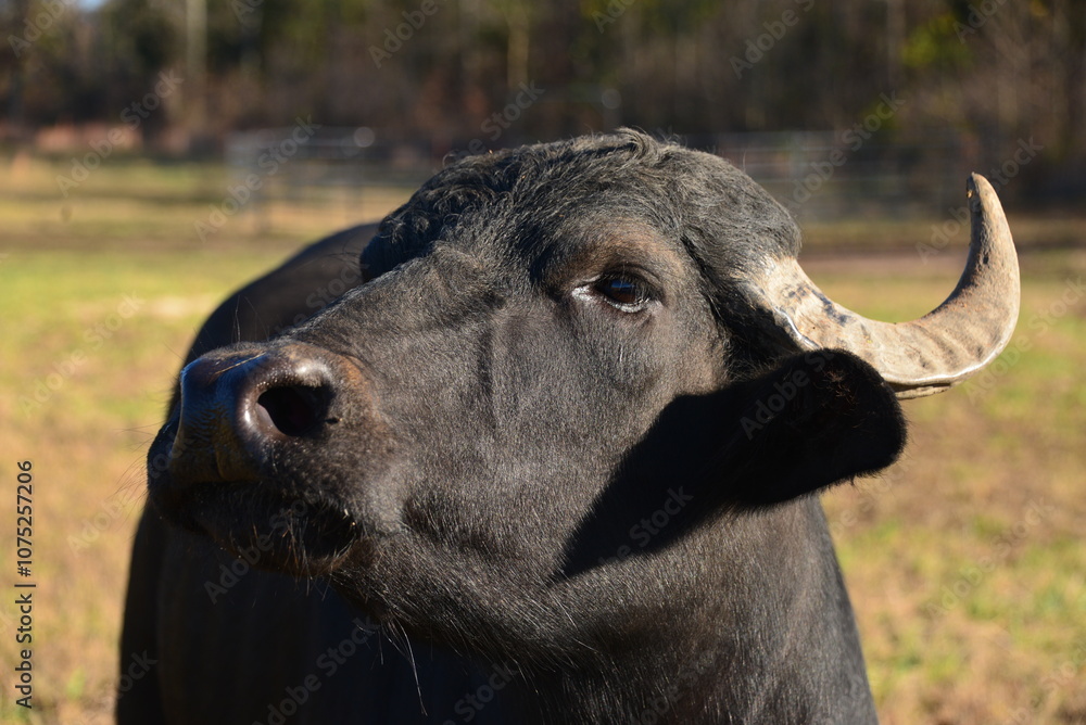 Fototapeta premium Water Buffalo Head