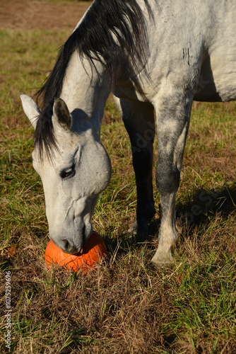 Gray horse and a pumpkin