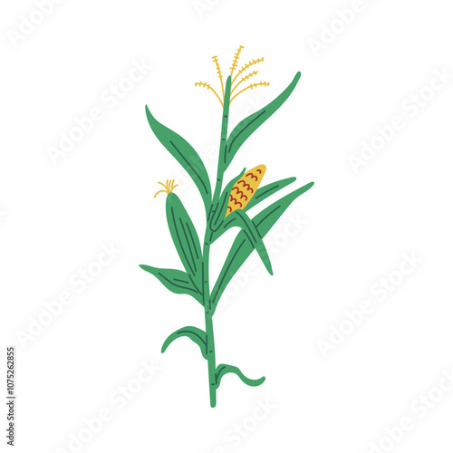 Vector image of fresh yellow corn with green leaves and steam on a white background