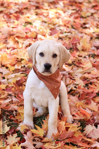 yellow lab in autumn leaves