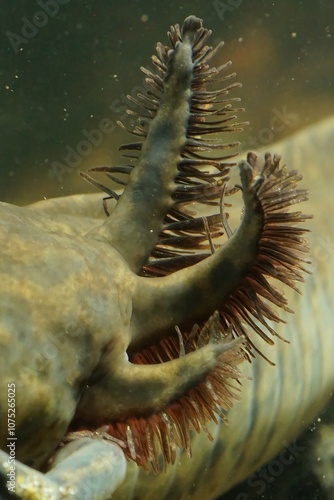 Close-Up of neotenic Achoque Salamander, Ambystoma andersoni Gills Underwater photo