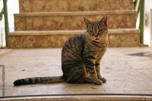 A cat with a long tail is sitting on the stairs