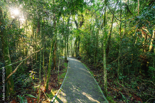 Obraz na płótnie Nature Trail at Parques da Serra Cable Cars Park - Bondinhos Aéreos Parques da Serra - Canela, Rio Grande do Sul, Brazil. w salonie