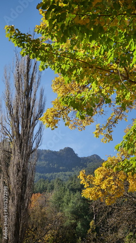 autumn forest in the mountains