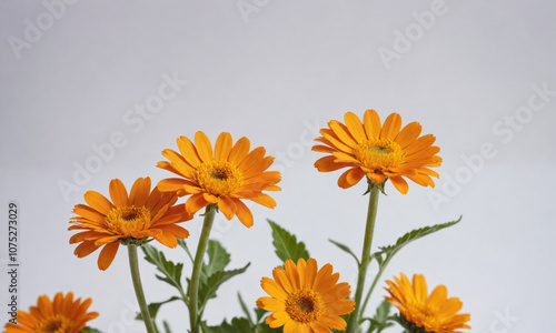 Orange gerberas bloom in front of a white background