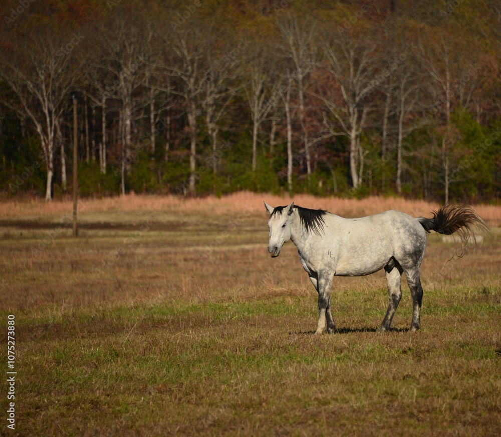 horse in the field horse in the field