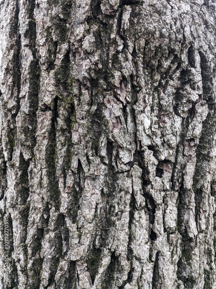 Obraz premium Close Up Tree Bark