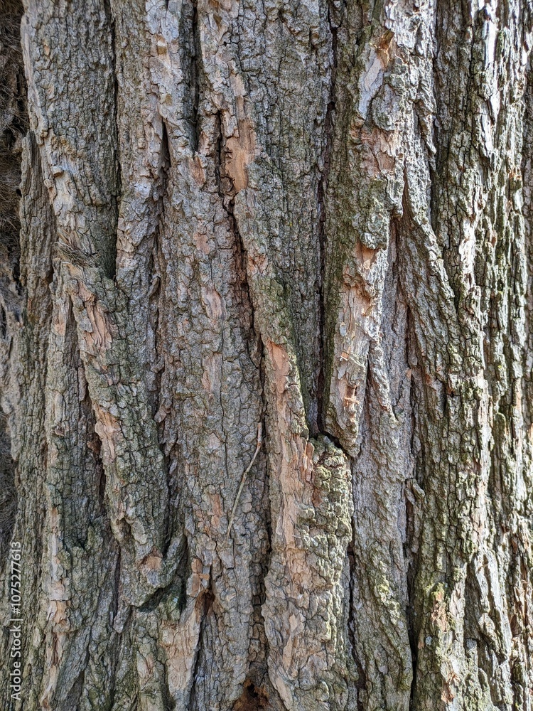 Fototapeta premium Close Up Tree Bark