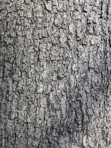 Close Up Tree Bark