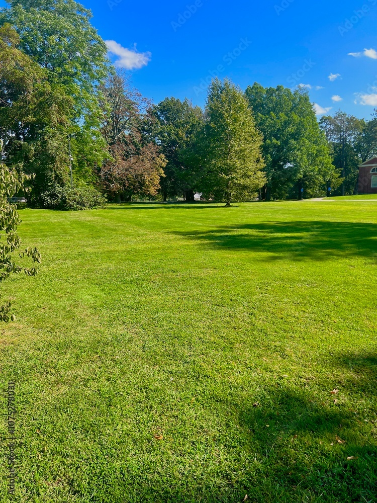Obraz premium landscape with grass and trees