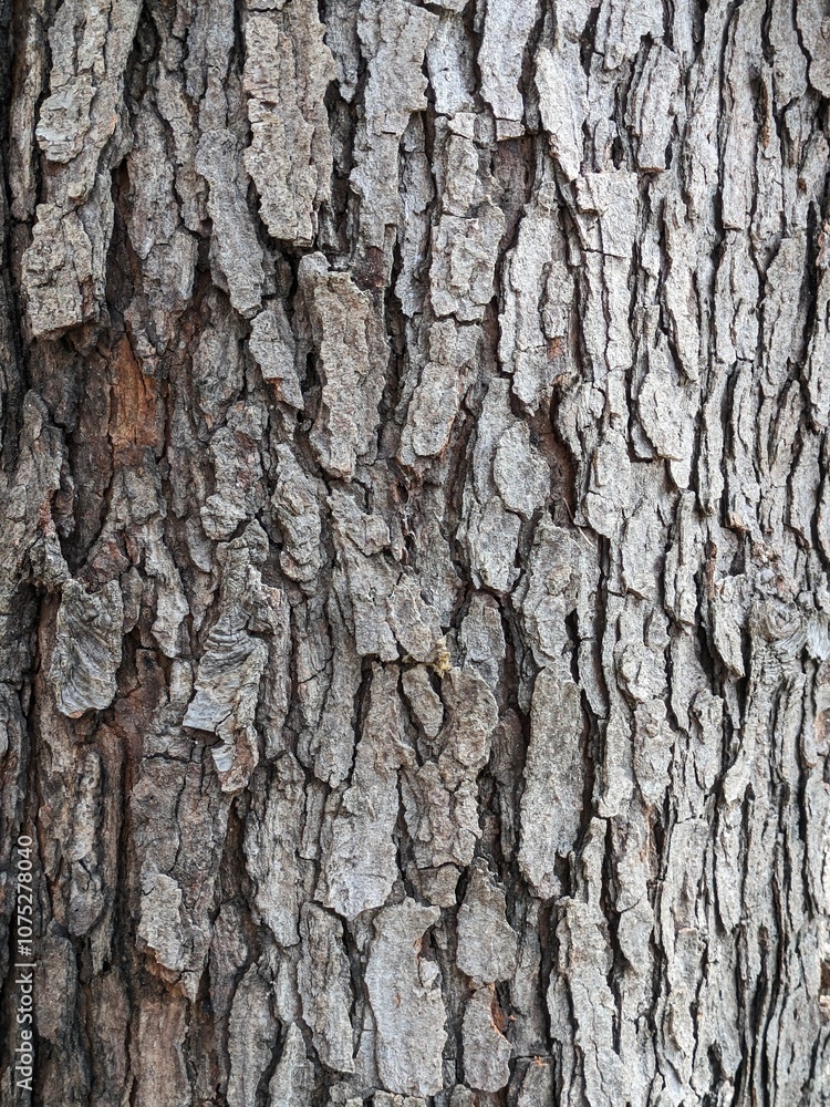 Close Up Tree Bark Close Up Tree Bark