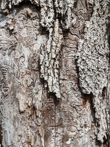 Close Up Tree Bark