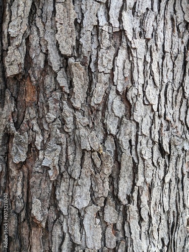 Close Up Tree Bark