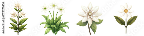 Four varieties of beautiful white flowers with green leaves on a white isolated background. transparent background