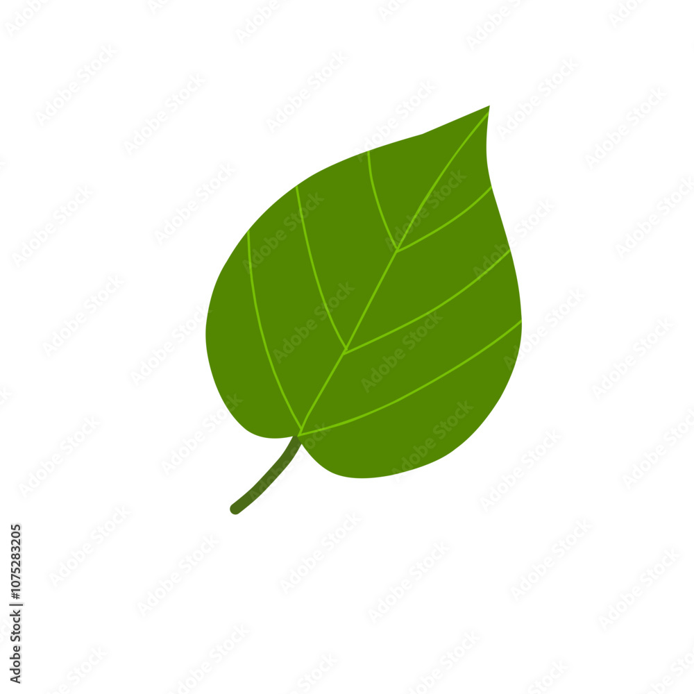 Obraz premium Illustration of green betel leaves. Illustration of betel leaves a healthy and efficacious herbal plant