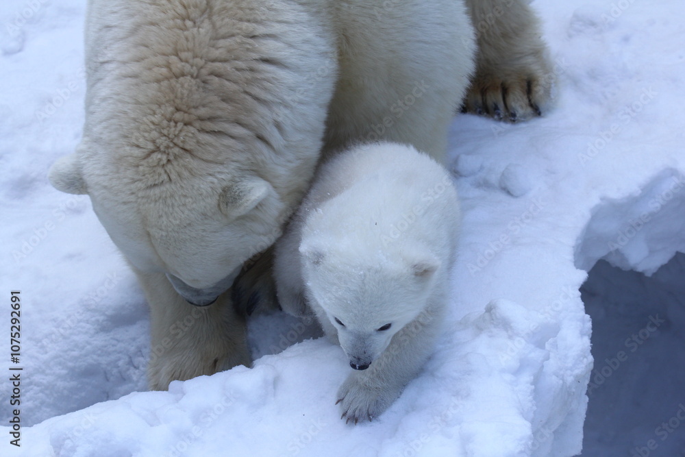 Animals concept. Polar bear family with cubs on snow. Animals concept. Polar bear family with cubs on snow.