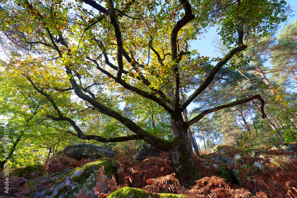 Autumn season in the Cuvier-Châtillon rock. Fontainebleau forest Autumn season in the Cuvier-Châtillon rock. Fontainebleau forest