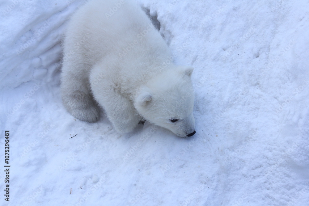 Animals concept. Polar bear family with cubs on snow. Animals concept. Polar bear family with cubs on snow.