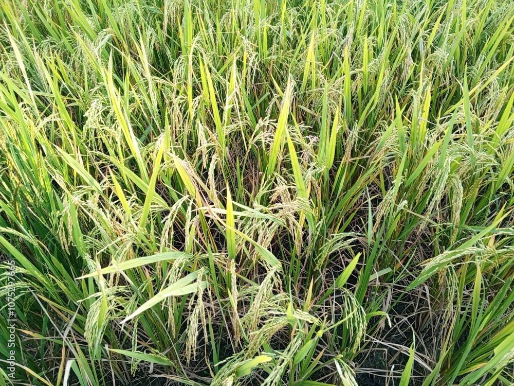 Rice field in the morning. Close up of rice field. Rice field in the morning. Close up of rice field.