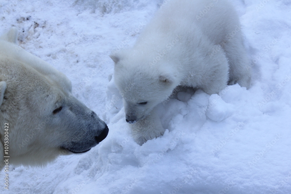 Animals concept. Polar bear family with cubs on snow. Animals concept. Polar bear family with cubs on snow.