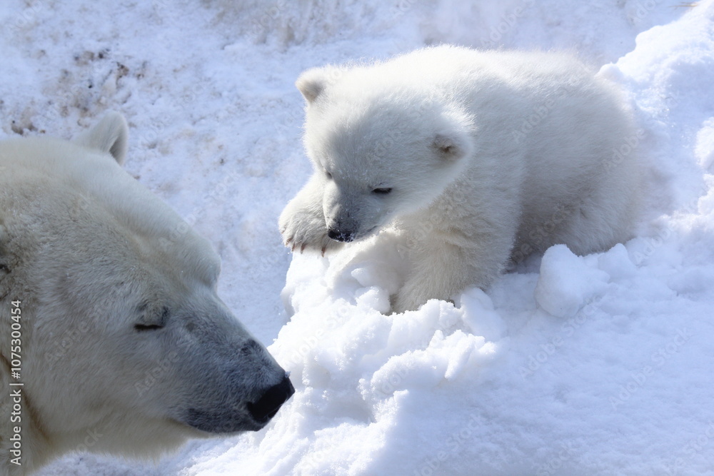 Animals concept. Polar bear family with cubs on snow. Animals concept. Polar bear family with cubs on snow.