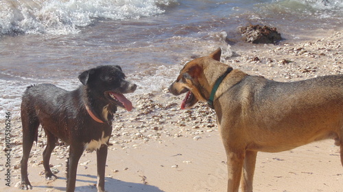 Deux chiens jouent sur la plage