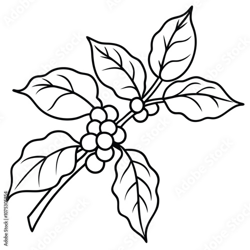 Coffee Plant Branch hHand-drawn vector isolated on white background. Vector illustration