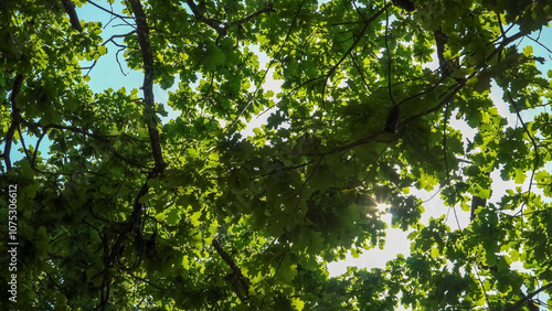 A view looking up into a lush, sunlit canopy of an oak tree, with dappled sunlight filtering through the leaves on a sunny summer day.