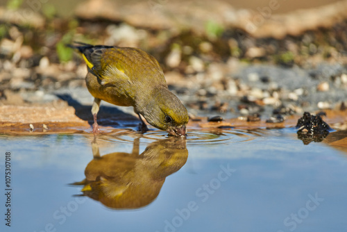 El verderón europeo o verderón común (Chloris chloris) photo