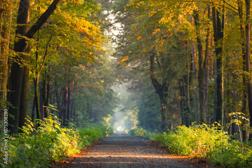 Jesienny wschód słońca, piękny widok, krajobraz. Mglisty poranek i pierwsze s...