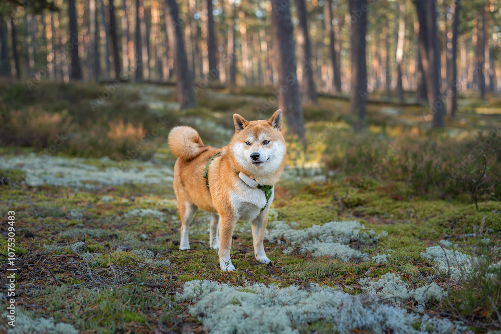 Shiba inu dog, equipped with harness and GPS tracker, is is standing on the moss in the pine forest on sunny morning Shiba inu dog, equipped with harness and GPS tracker, is is standing on the moss in the pine forest on sunny morning