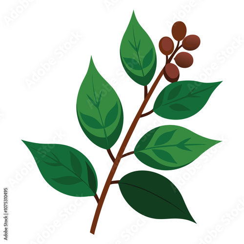 Coffee Plant Branch vector illustration