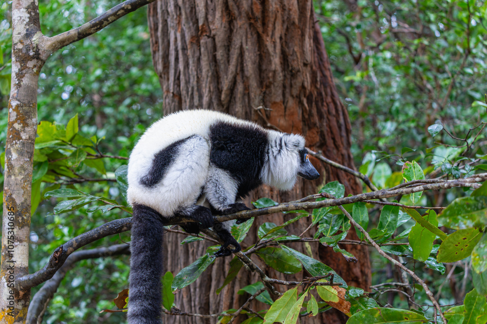 Obraz premium A black-and-white ruffed lemur (Varecia variegata) perches on a branch in a dense forest. The lemurs' unique fur patterns and vibrant environments are highlighted. Andasibe Reserve, Madagascar.