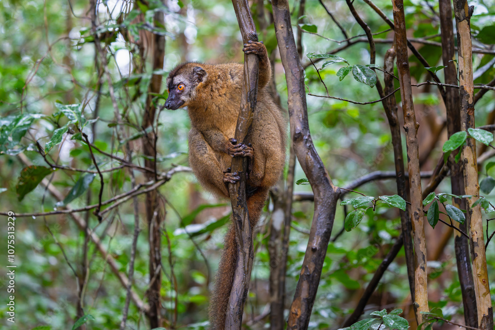 A close-up photograph of a brown lemur(Eulemur fulvus)  perched on a tree branch, peeking out from the lush foliage of the Andasibe Reserve in Madagascar.