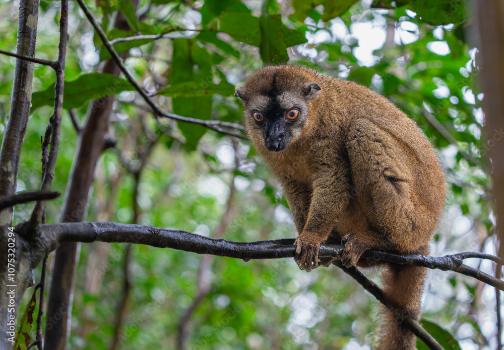 Fototapeta premium A close-up photograph of a brown lemur(Eulemur fulvus) perched on a tree branch, peeking out from the lush foliage of the Andasibe Reserve in Madagascar.