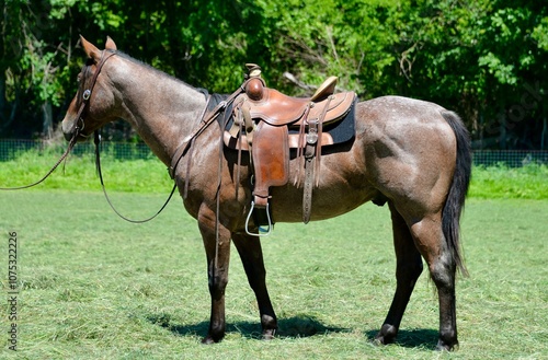 Saddled horse photo