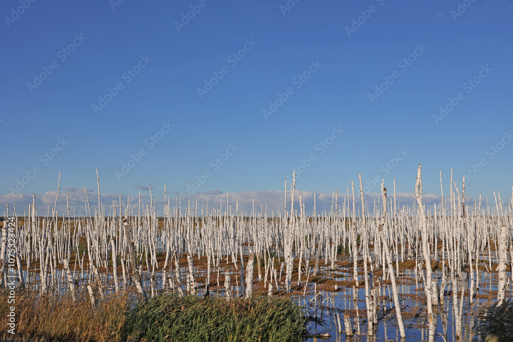 Fototapeta premium Multiple Dead Broken Birch Trunks, Dead Forest