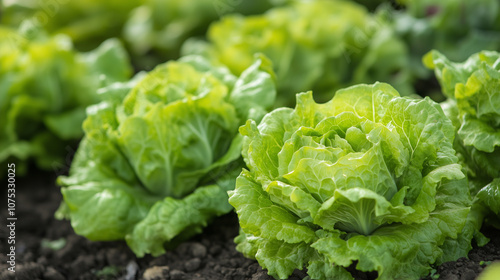 Fresh green lettuce plants growing in a vegetable garden with vibrant leaves and healthy soil in natural outdoor setting